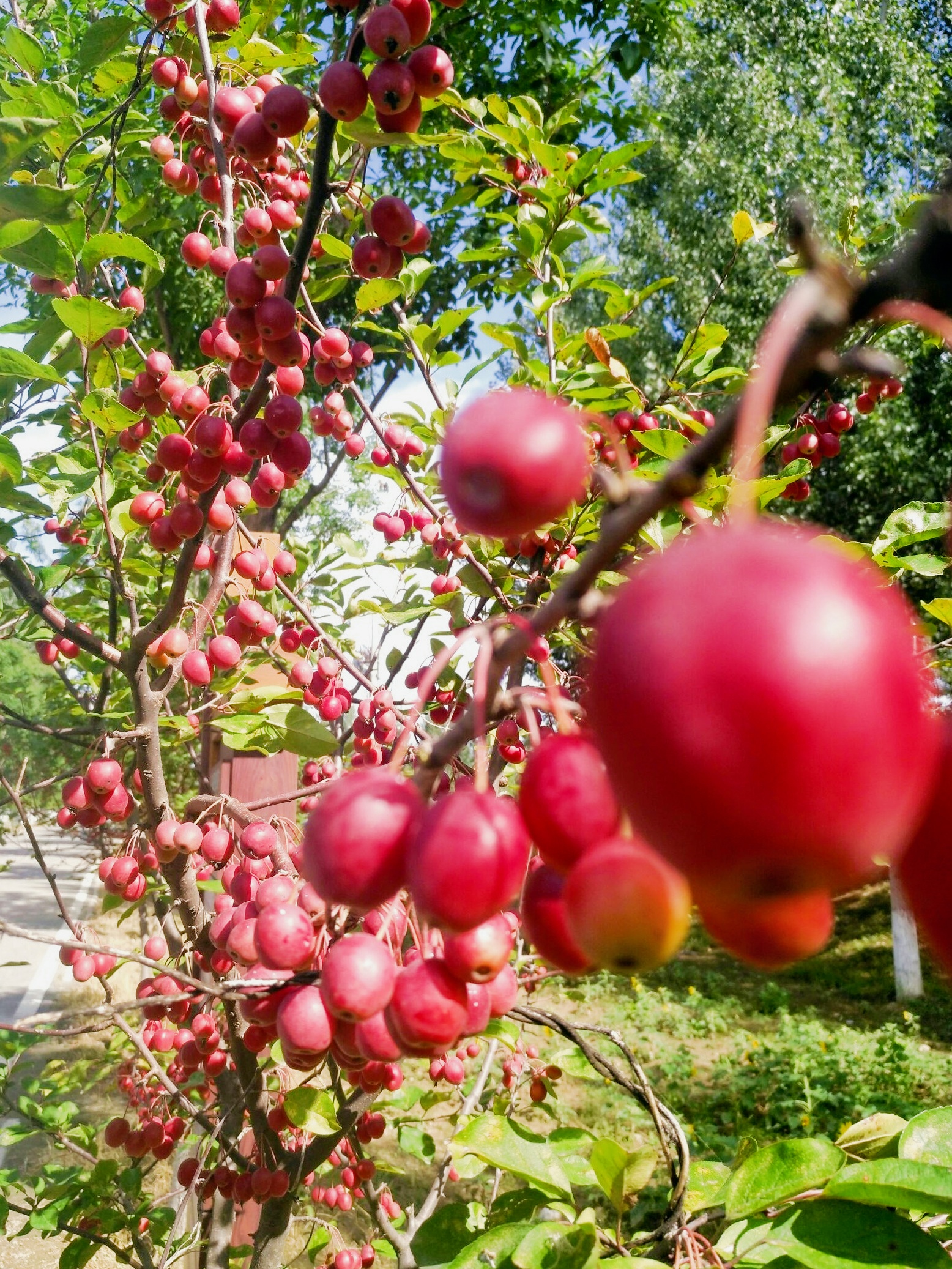 🍁秋日限定!星河森林公园的浪漫花海指南