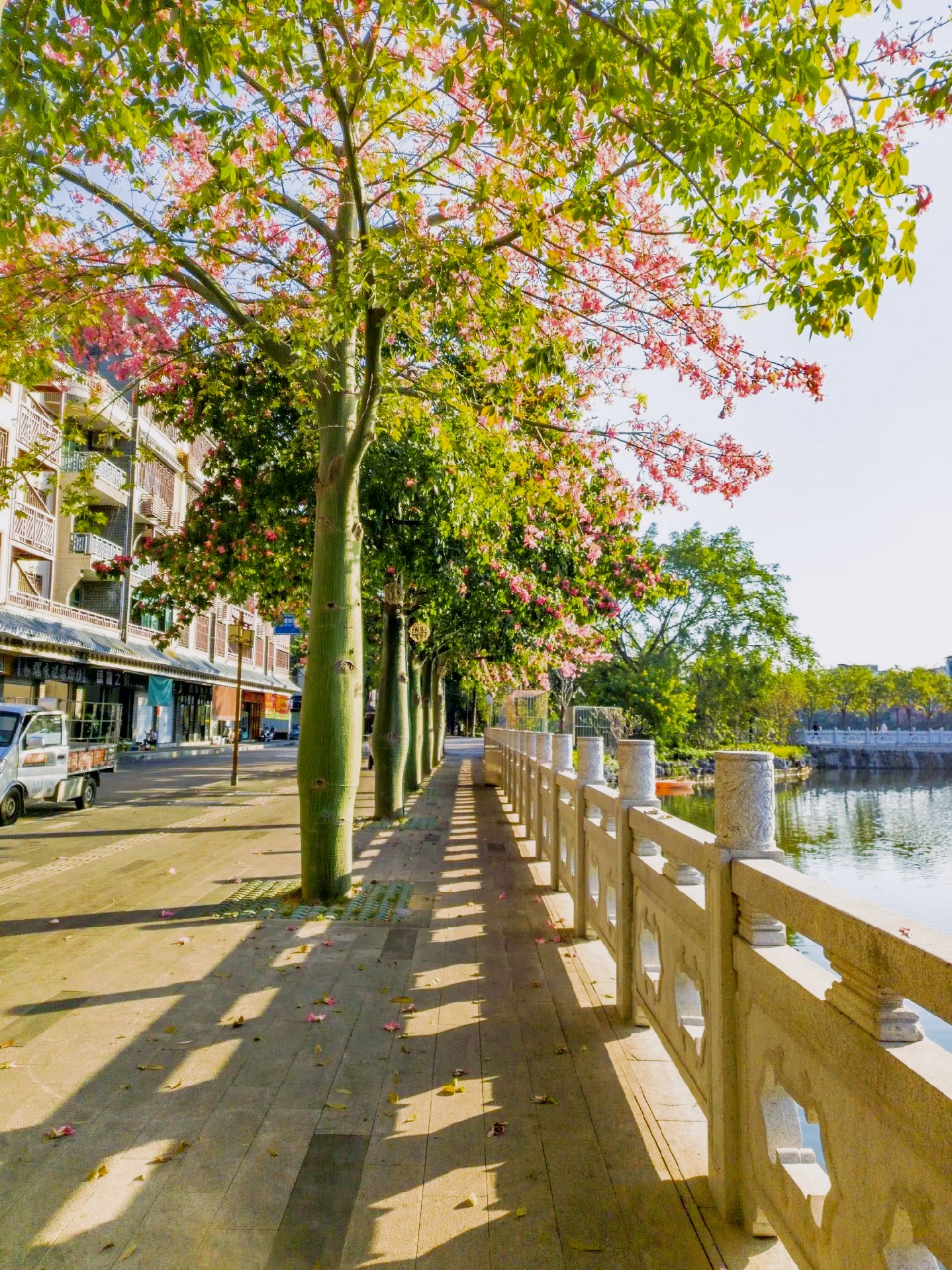 🌸异木棉 粉花海!河源鳄湖公园的氛围感拍照指南