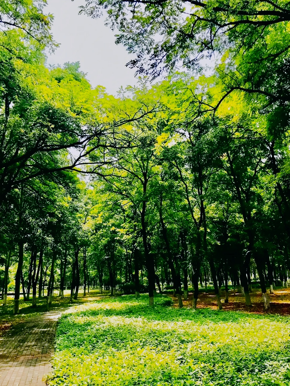 🌳解锁城市绿肺!京城森林公园的治愈力暴击