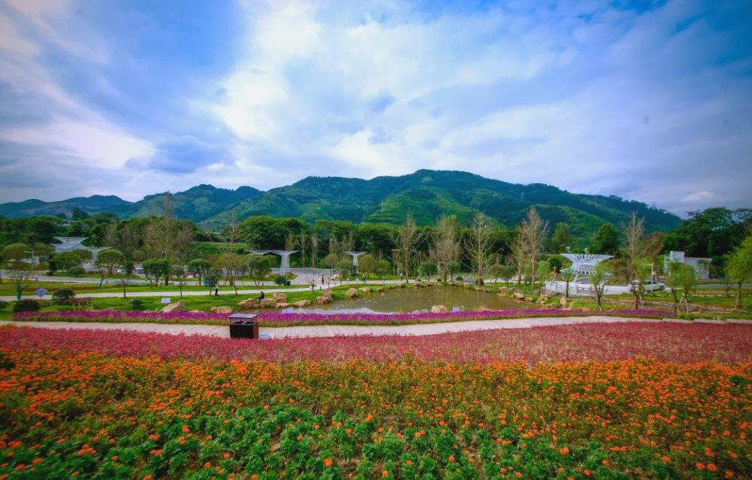 🍁秋日限定!探秘龙茶花海的绝美秘境