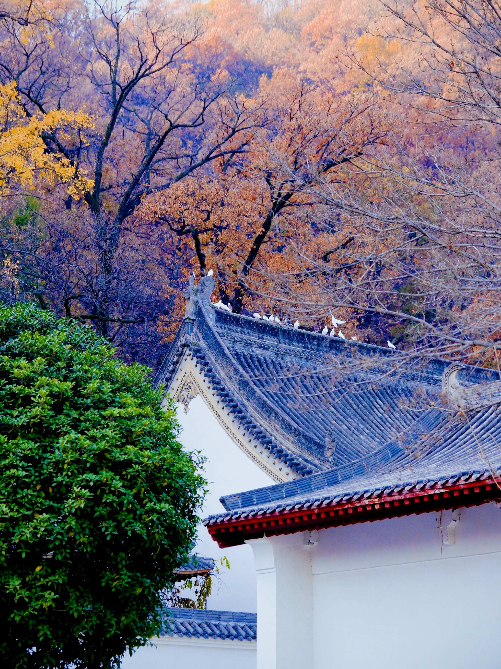 🌿藏在终南山的千年禅意,我在至相寺偶遇了时光