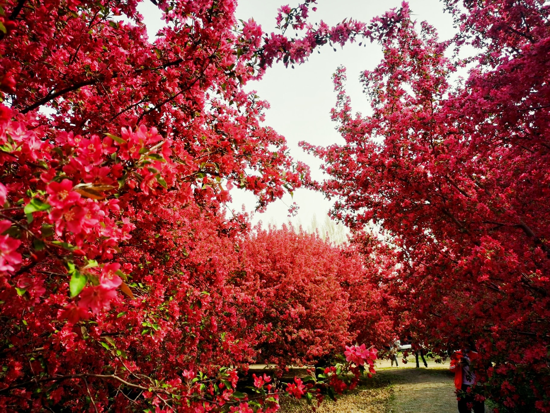 🍁秋日限定!星河森林公园的浪漫花海指南