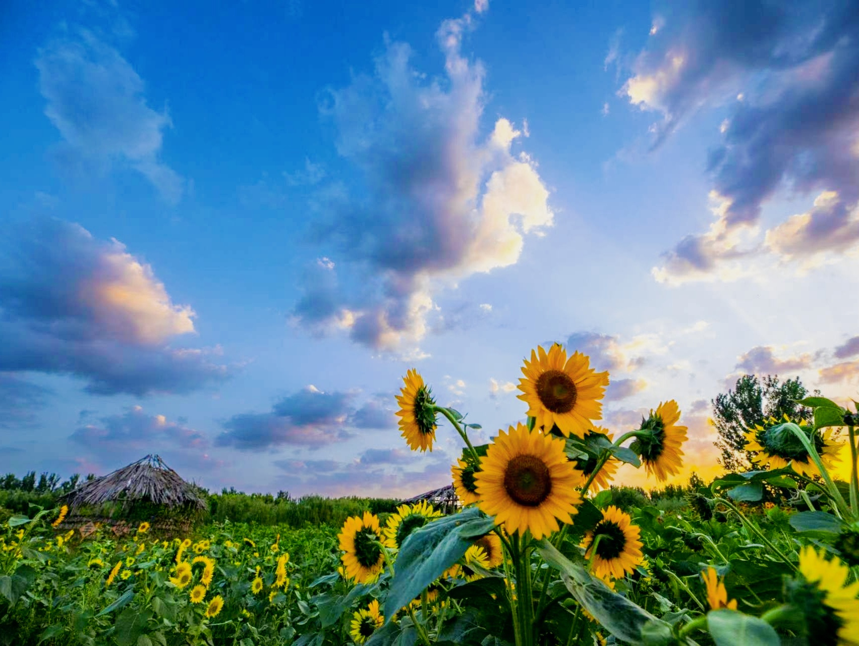 🌸花仙子万花园