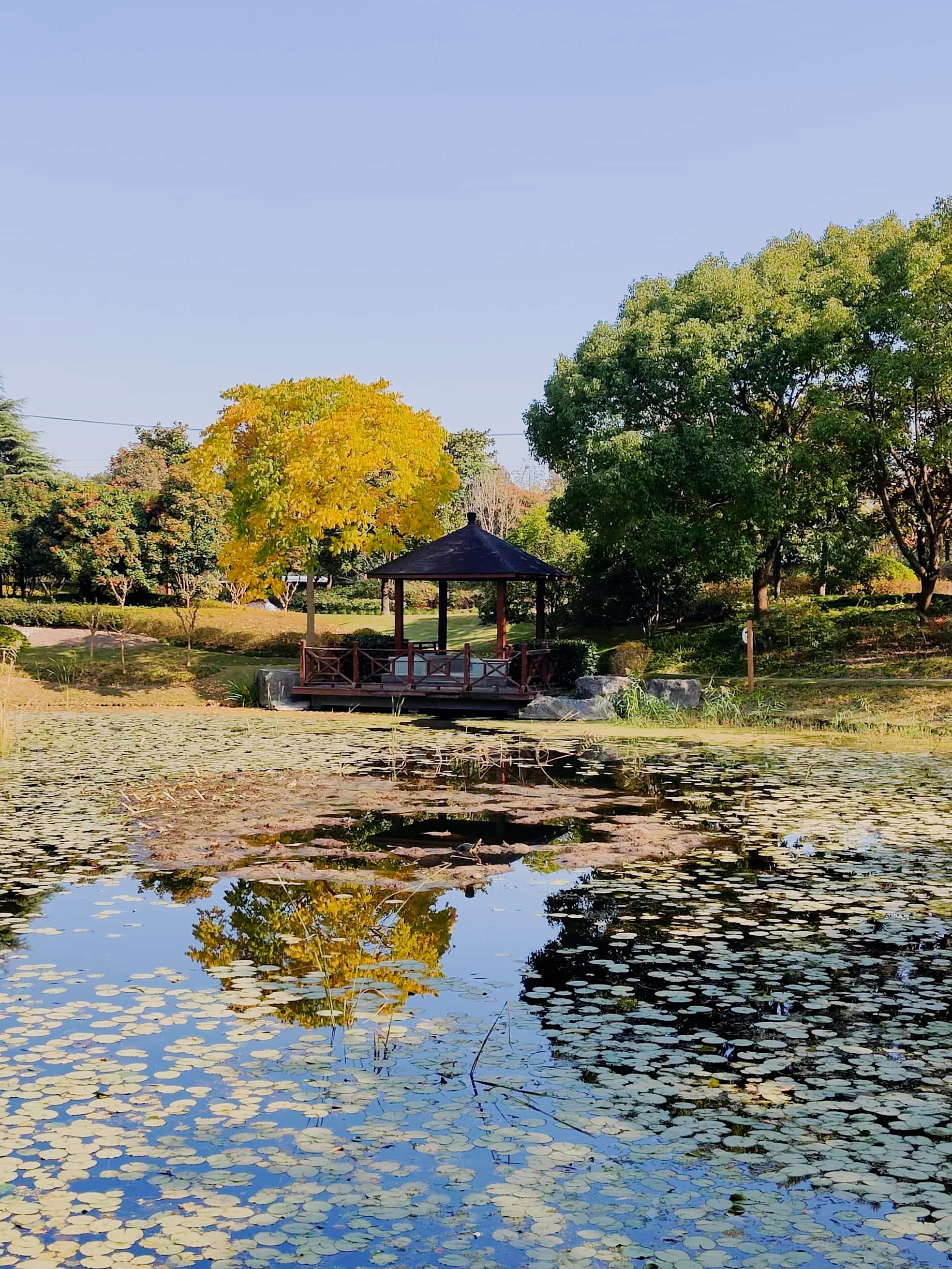 🌿藏在浦江的小众绿洲