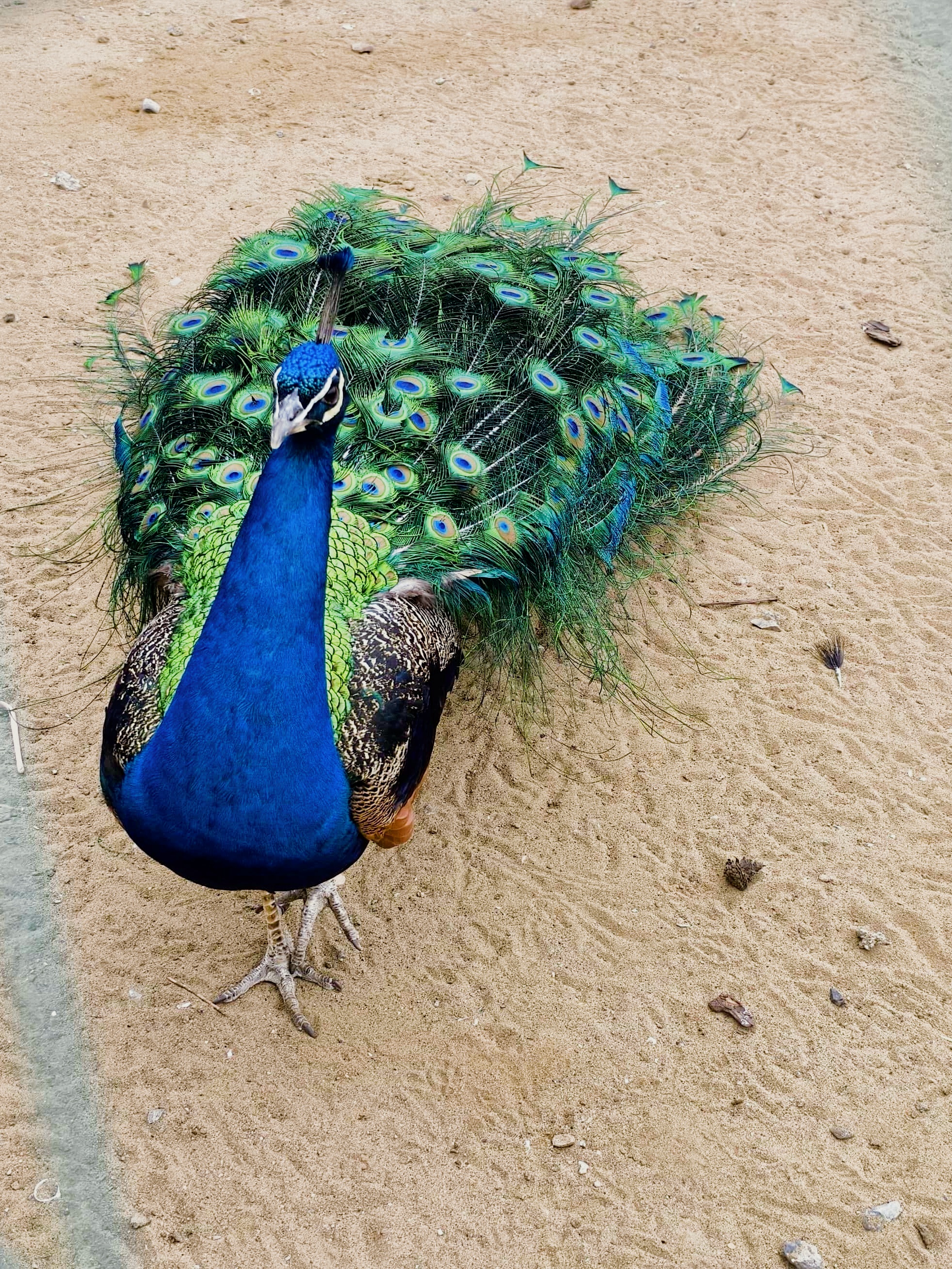 🌿亲子游新地标!六北定植物园的治愈之旅