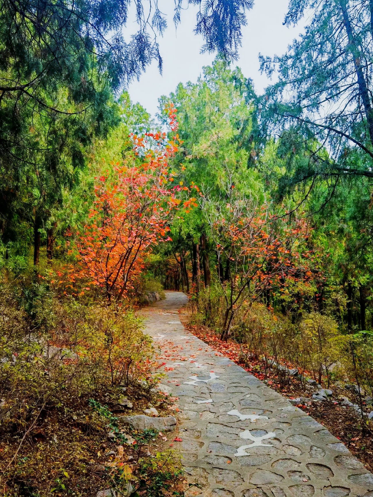🌿毕业旅行必去!小龟山山体公园的治愈系玩法