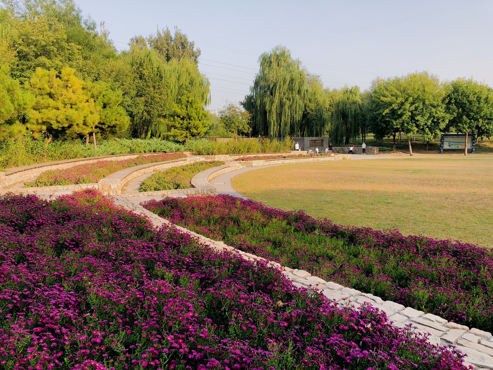 🍂秋日限定!京城森林公园赏花指南
