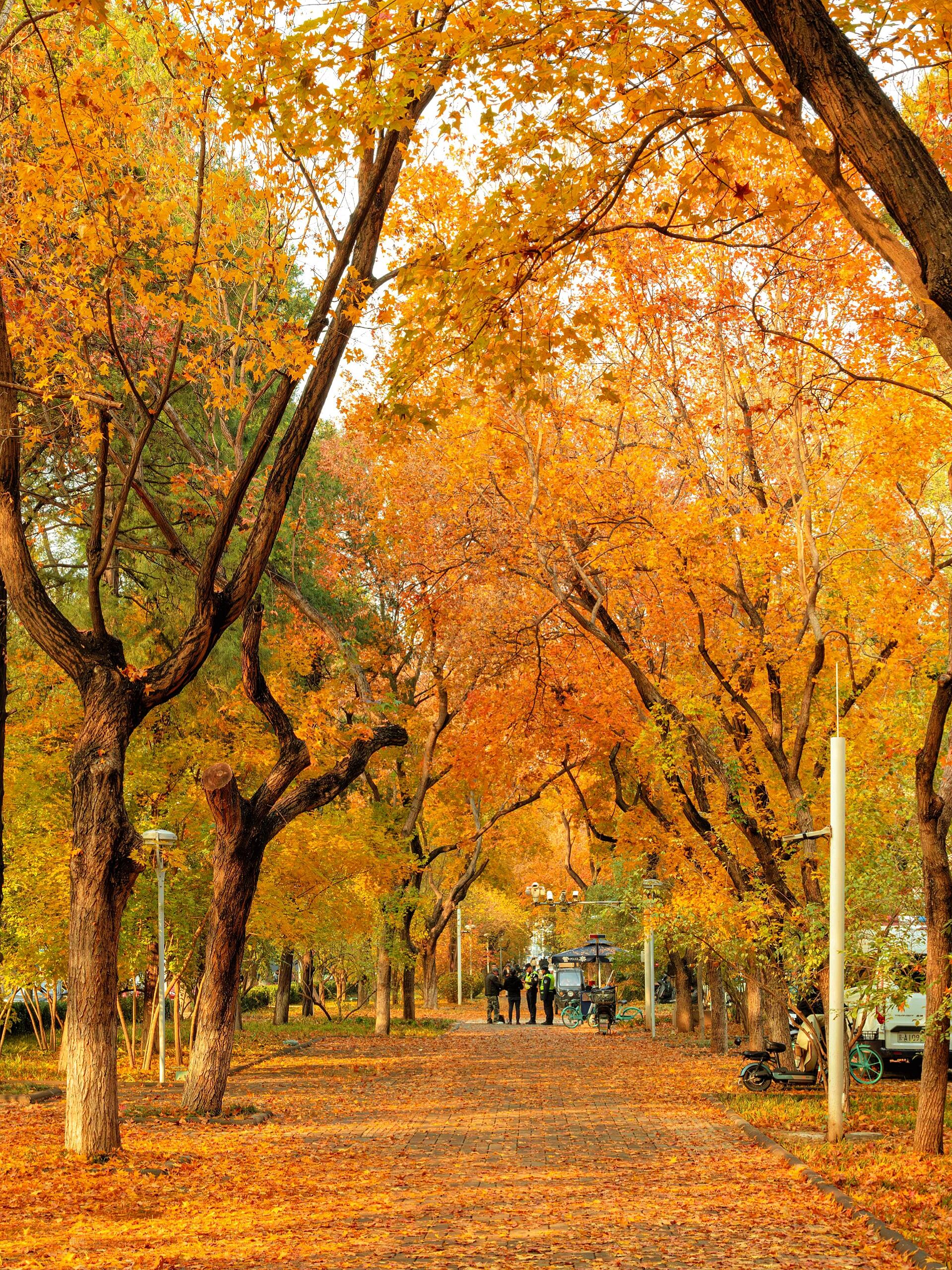 🍂秋日漫游指南