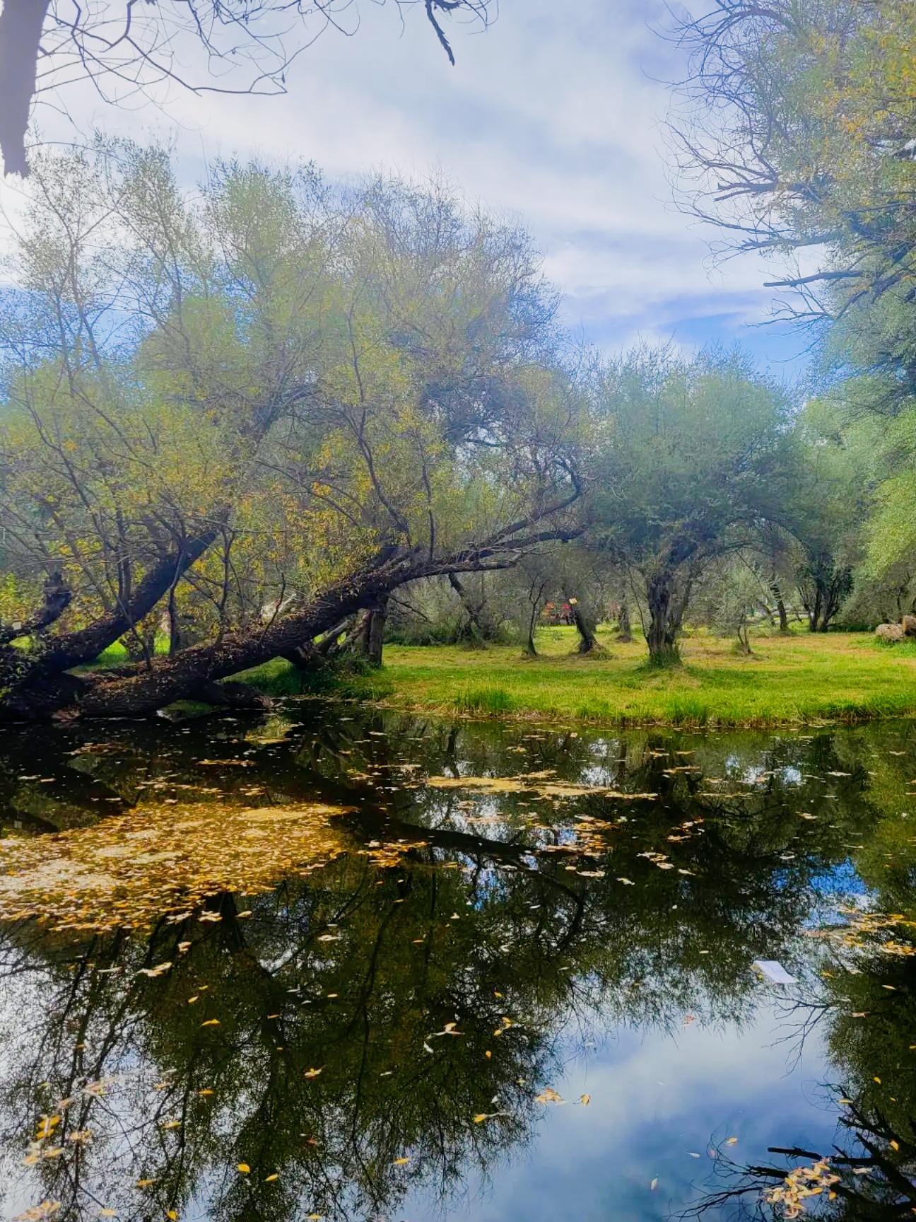 🍂秋日限定!藏地秘境贡觉林卡的温柔暴击