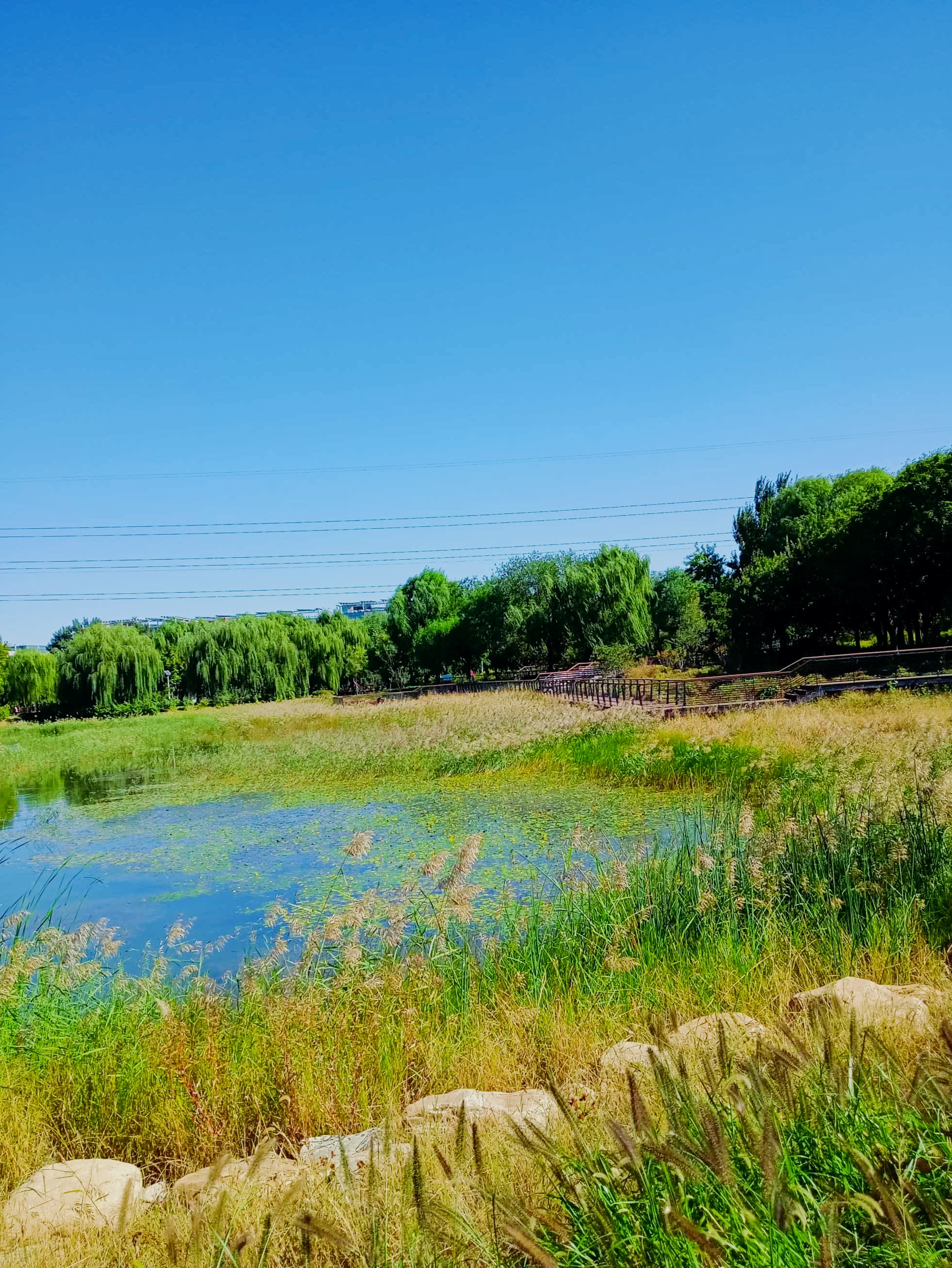 🍂秋日限定!京城森林公园赏花指南