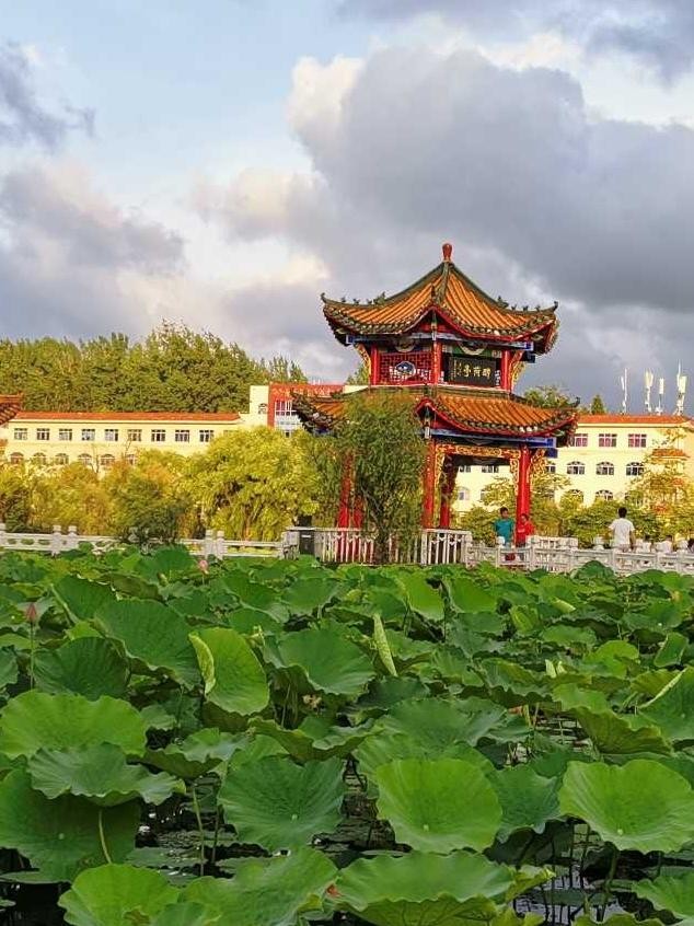 龙安寺鸳鸯池图片