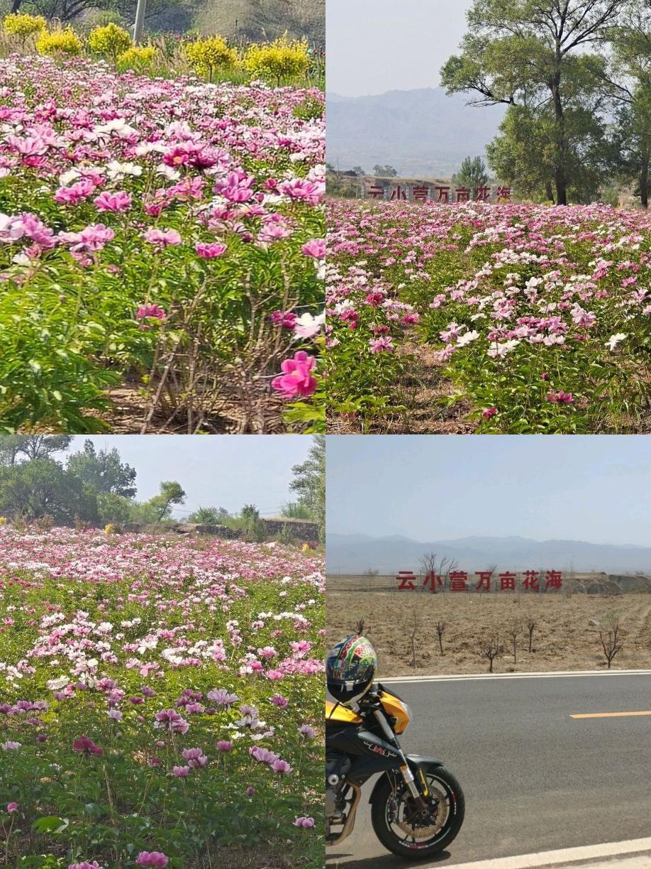 襄垣万亩花海介绍图片