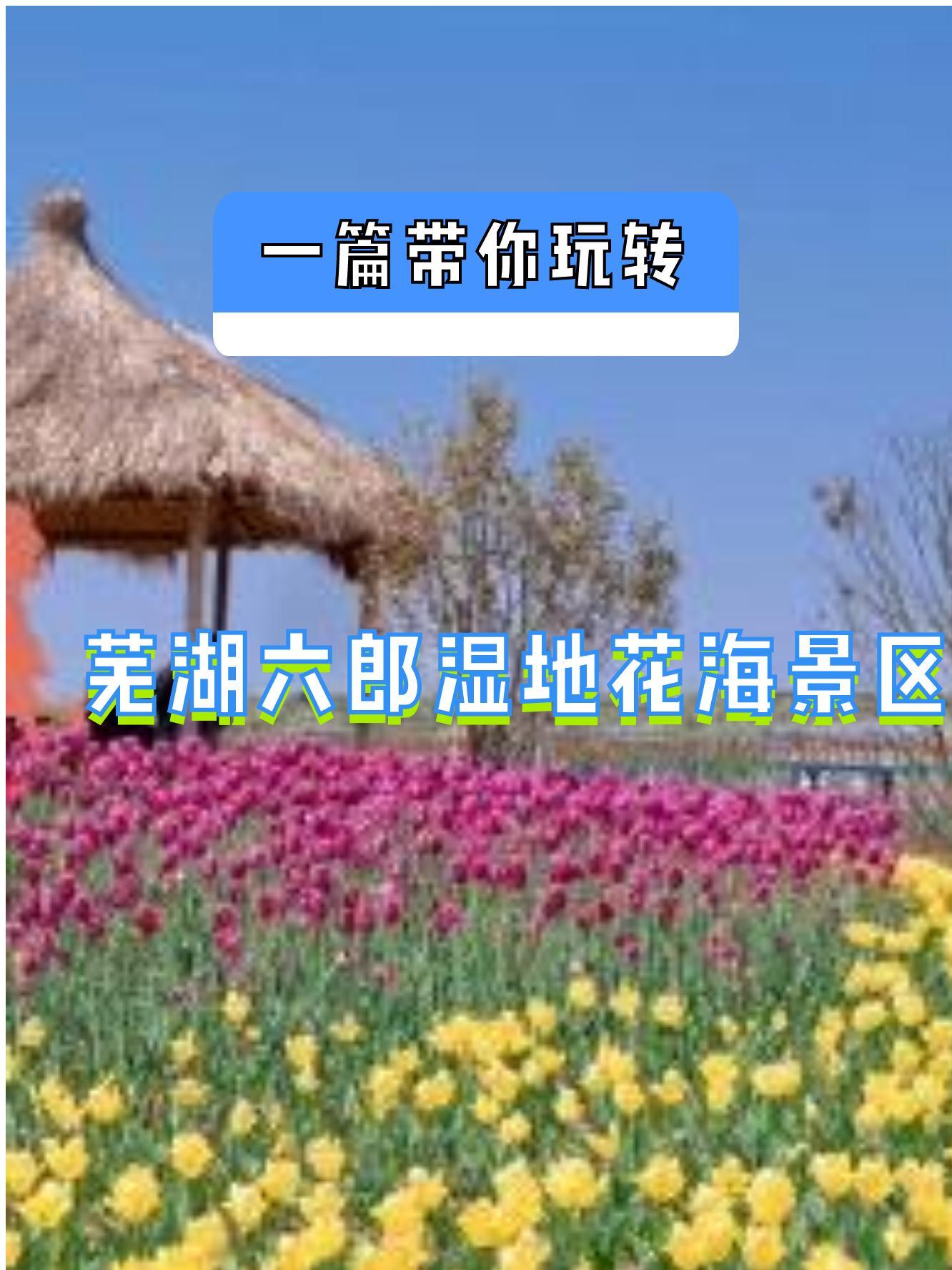 芜湖六郎湿地花海图片