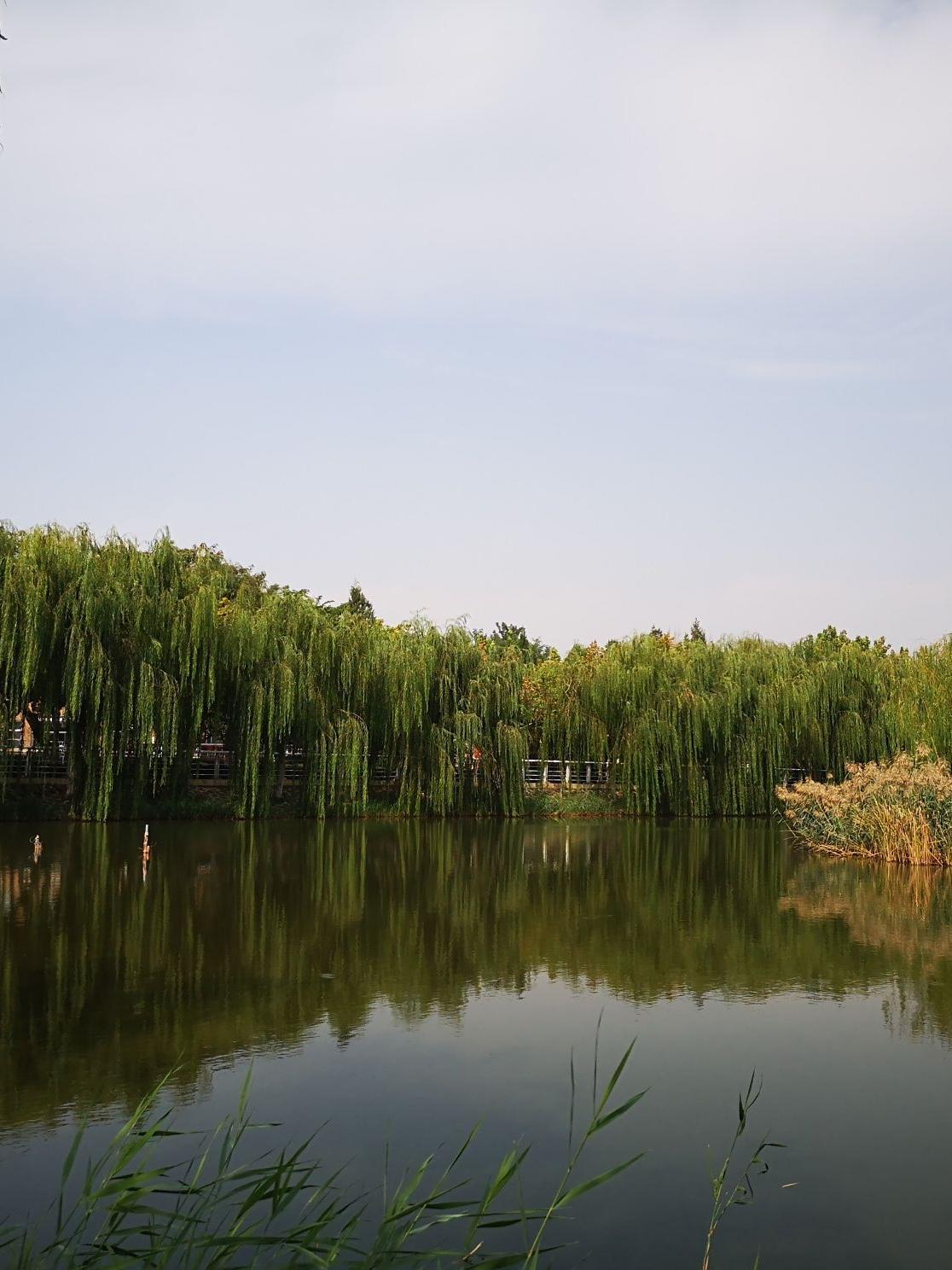 泗洪桃花岛风景区图片