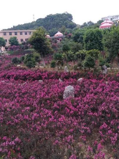 石林花海在哪里图片