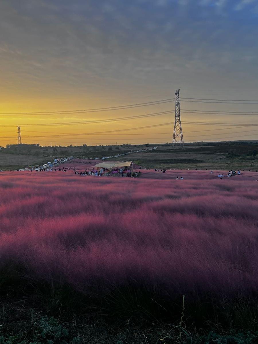 点军花海图片