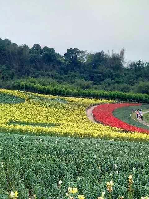 宜宾附近花海旅游景点图片