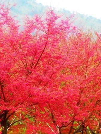 绵阳樱花谷风景区图片