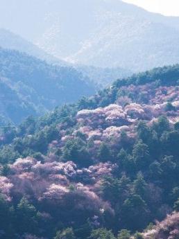 杜儿坪桃花沟图片