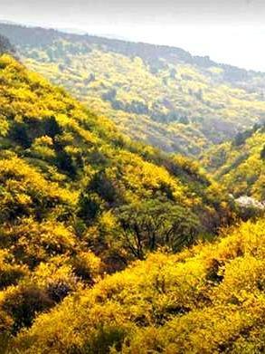 黄花岭风景区图片