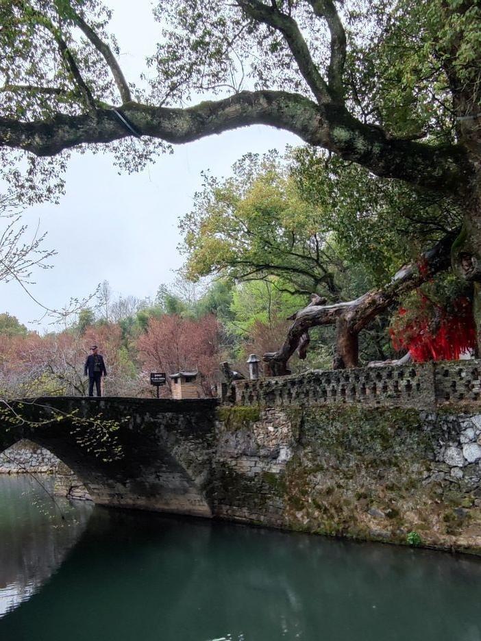 婺源严田古樟风景区图片