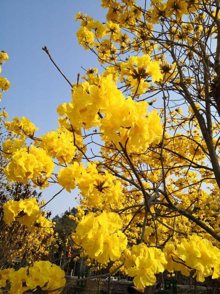 广州红山村油菜花图片