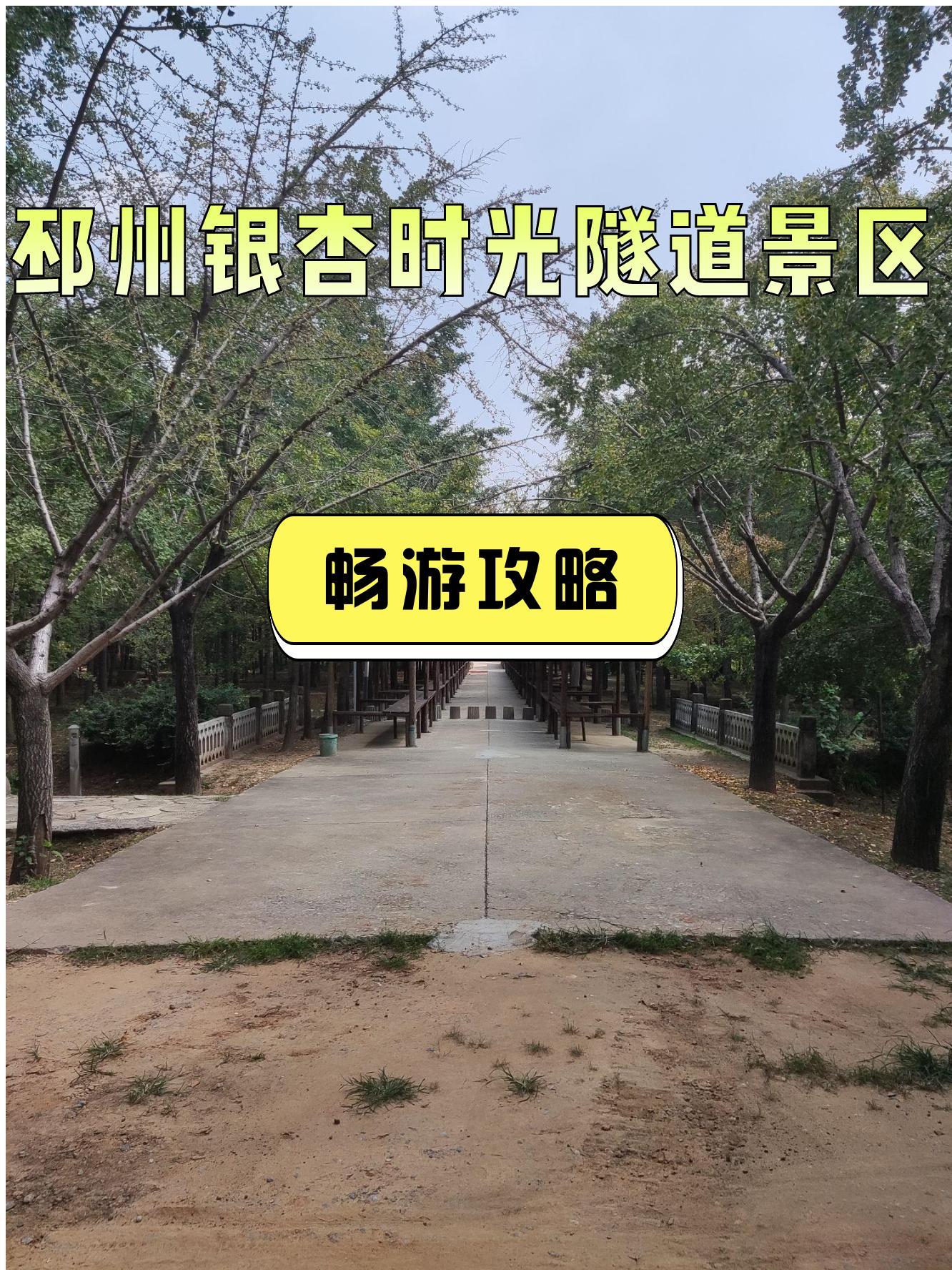 邳州银杏时光隧道景区,一处秋日童话的所在,等你来发现它的美