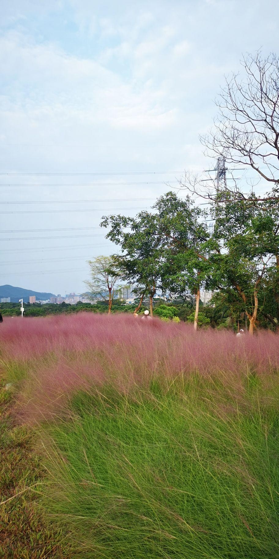 石岩环湖碧道陌上花公园的粉色花海太美了