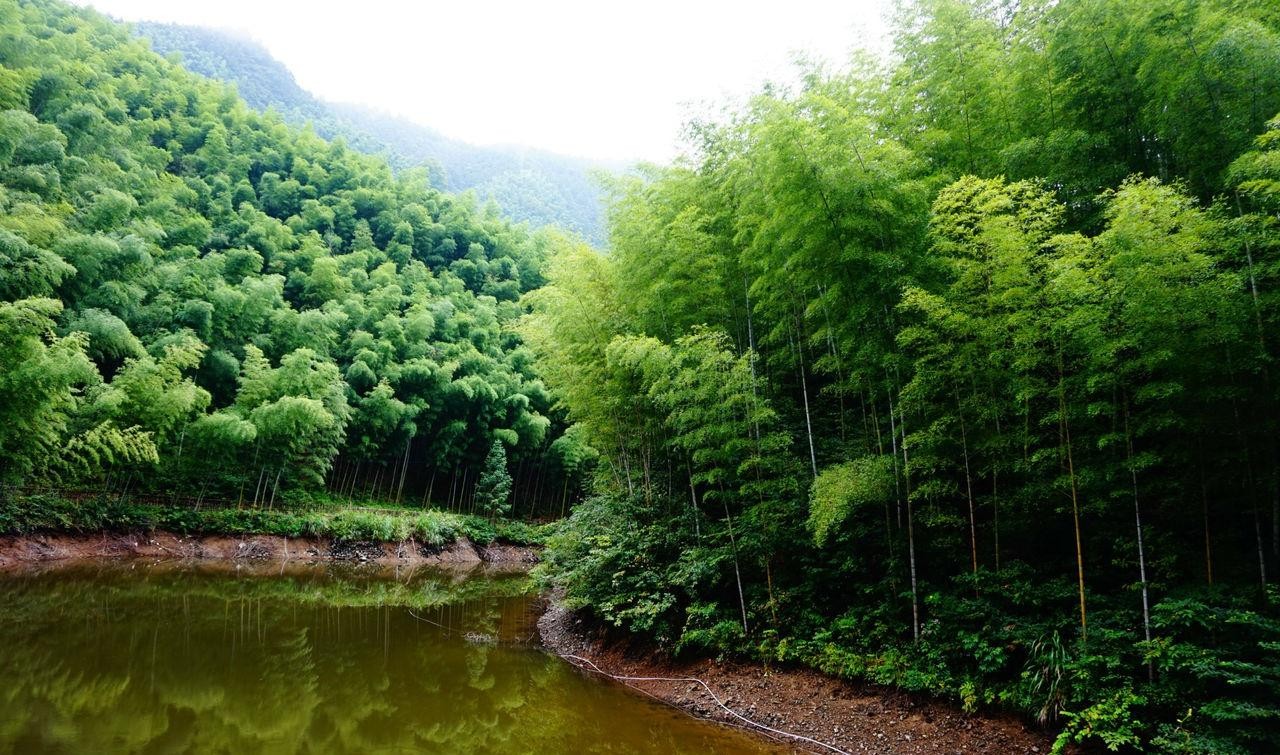 安徽木坑竹海风景区图片