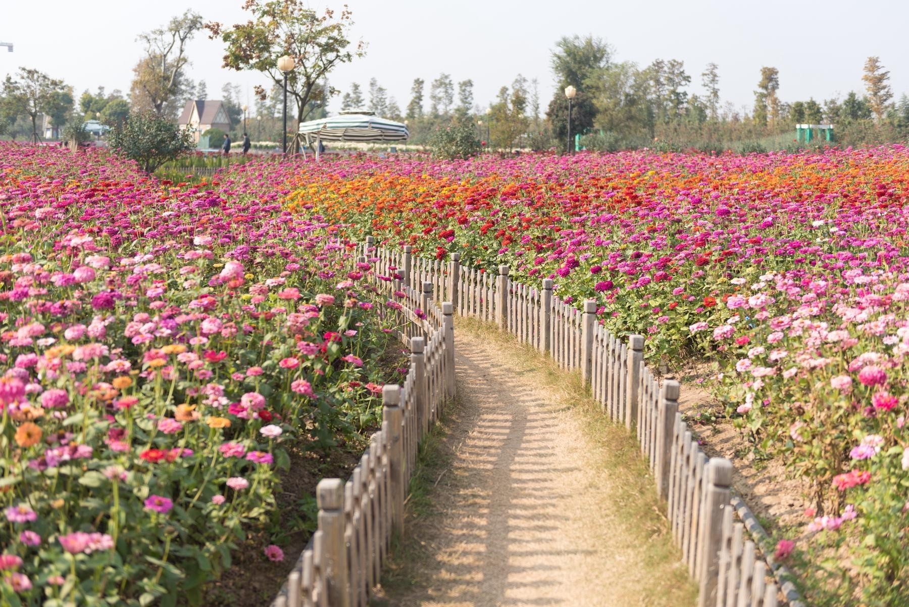 荷兰花海介绍图片