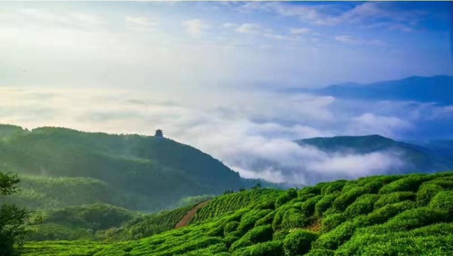 信阳云雾山茶场图片