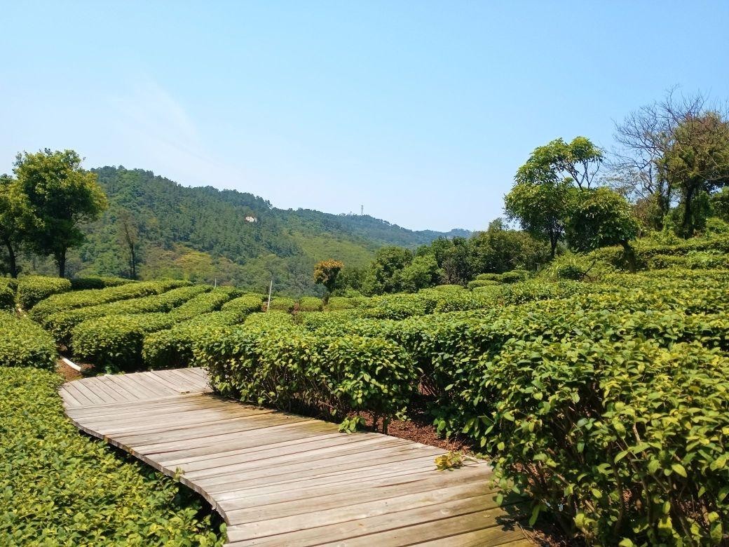 茶山森林生态园风景区,一处集自然美景与休闲娱乐为一体的绝佳去处