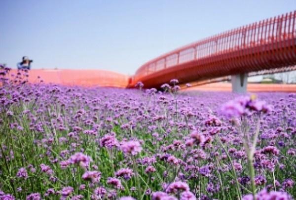 宿迁衲田花海门票图片