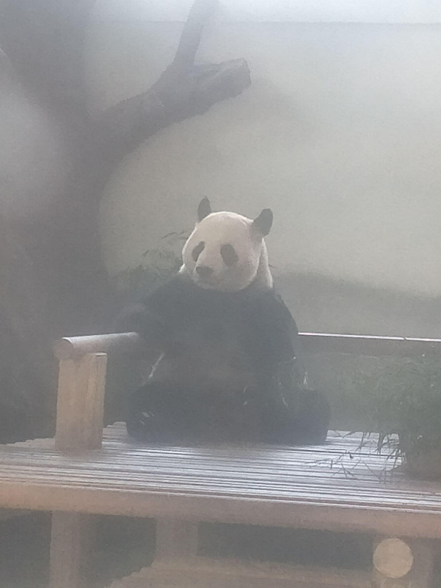 苏州太湖大熊猫科普馆图片