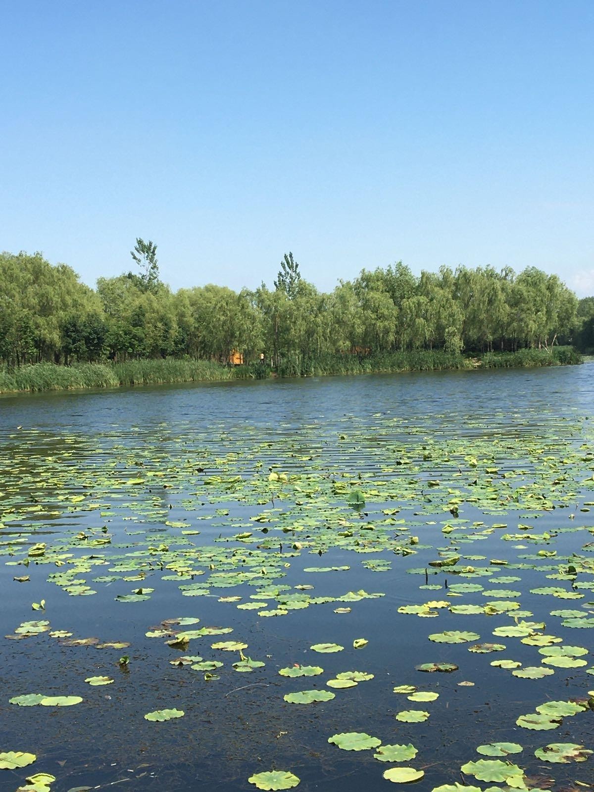 灯塔葛西河湿地公园图片