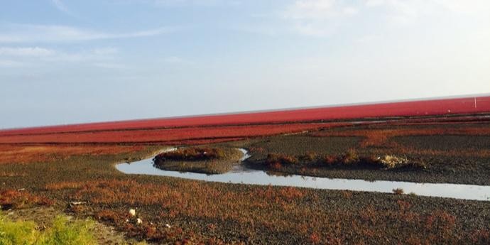 兴城红海滩风景区图片