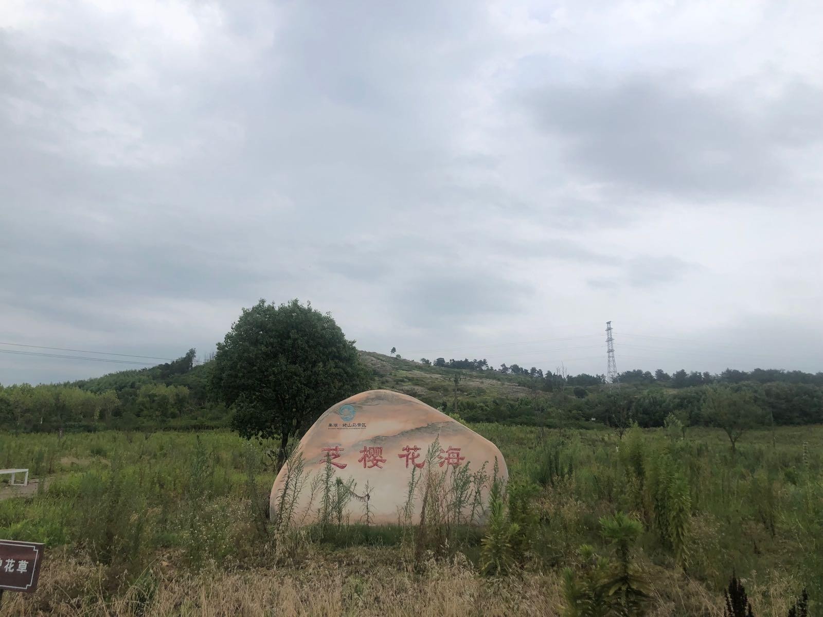 合肥芝樱花海图片