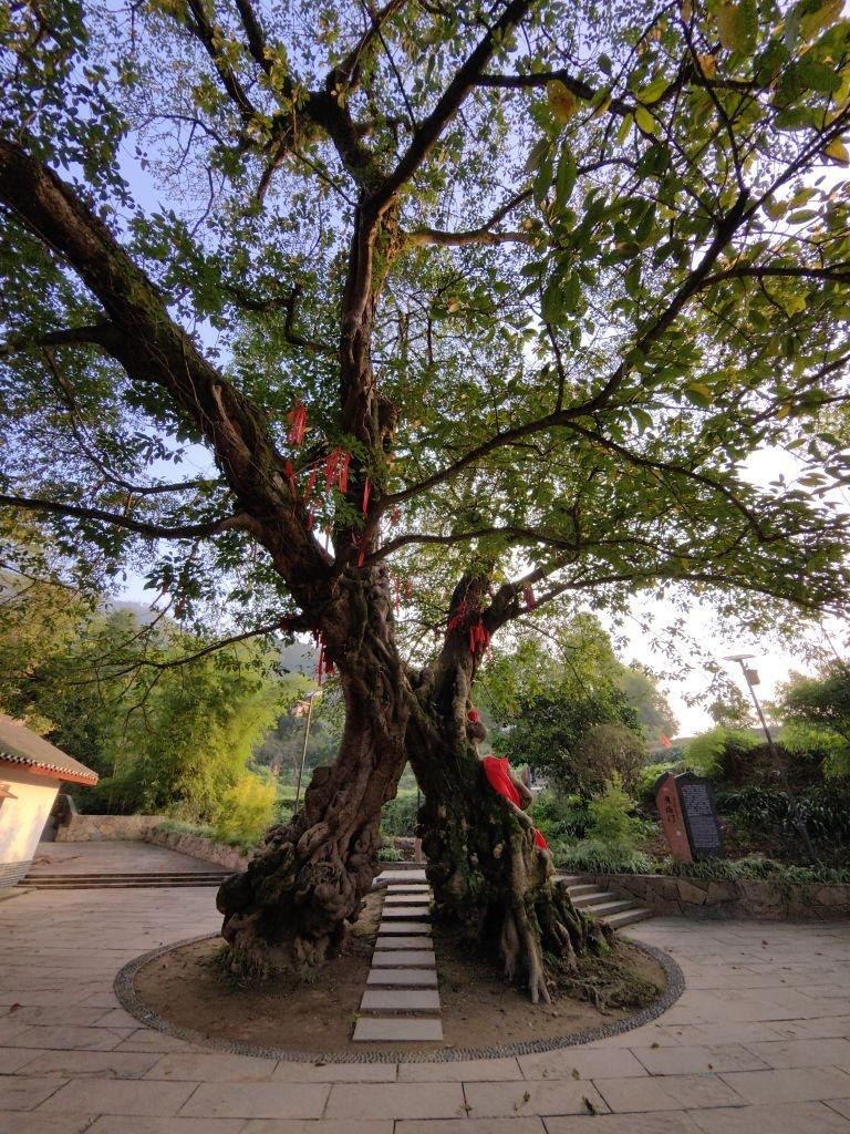 铜梁黄桷门图片