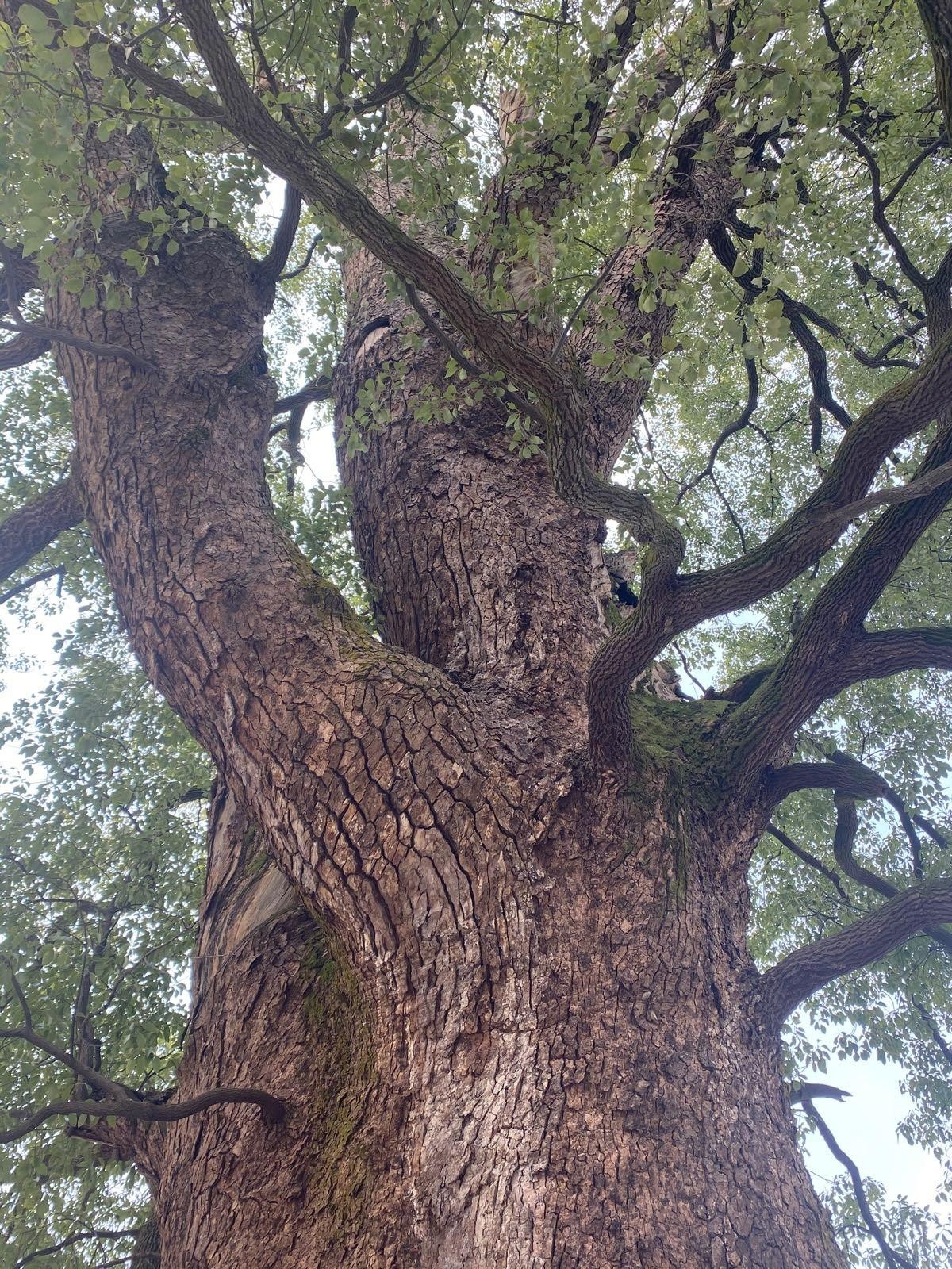 千年古樟图片