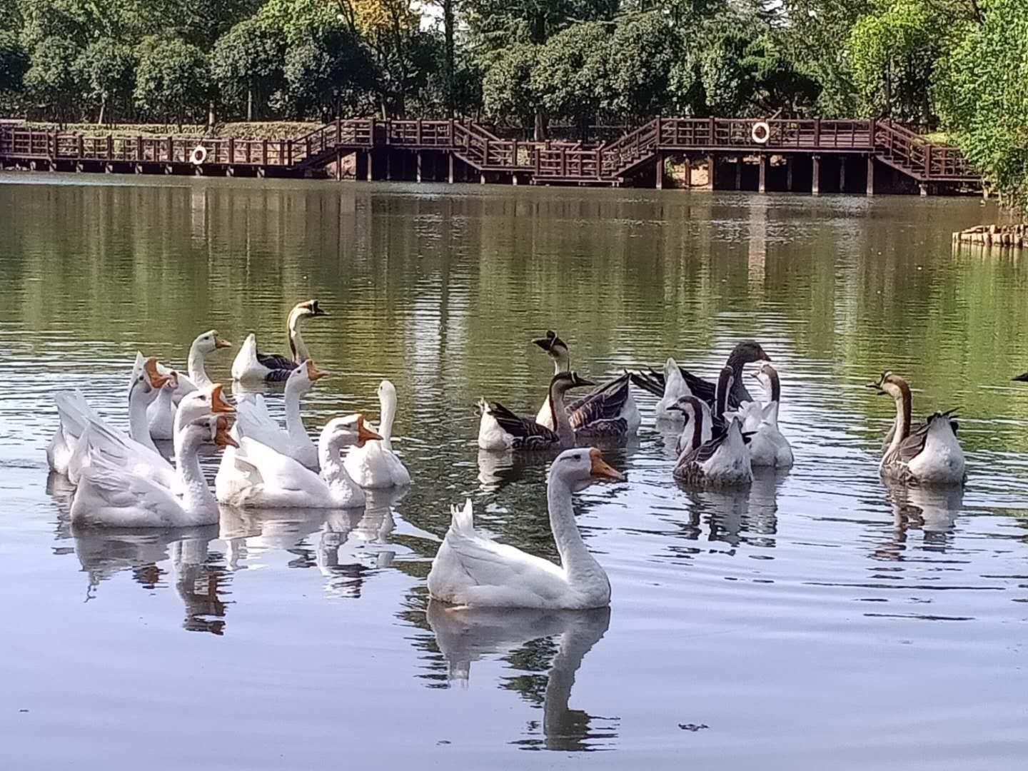 苏州白象湾图片