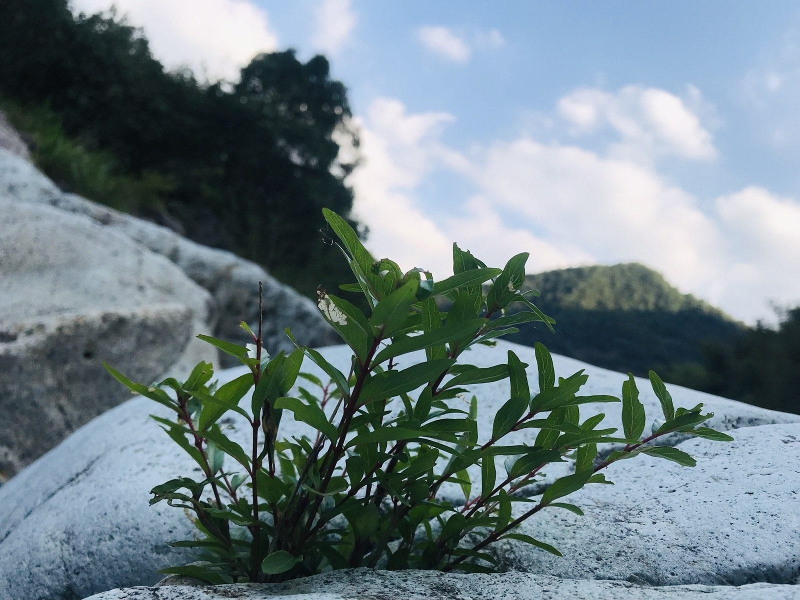 青田九湾仙峡图片