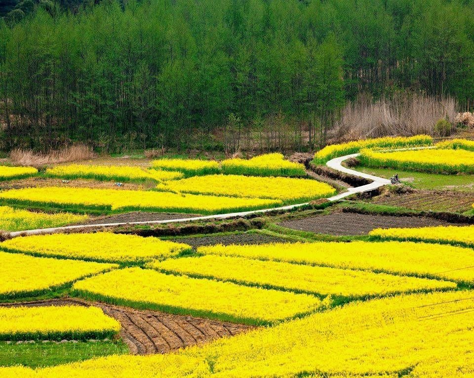 霸州煎茶铺万亩油菜花图片