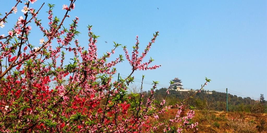 惠州三栋看花的景点图片