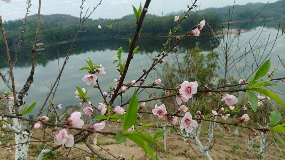 惠州三栋看花的景点图片