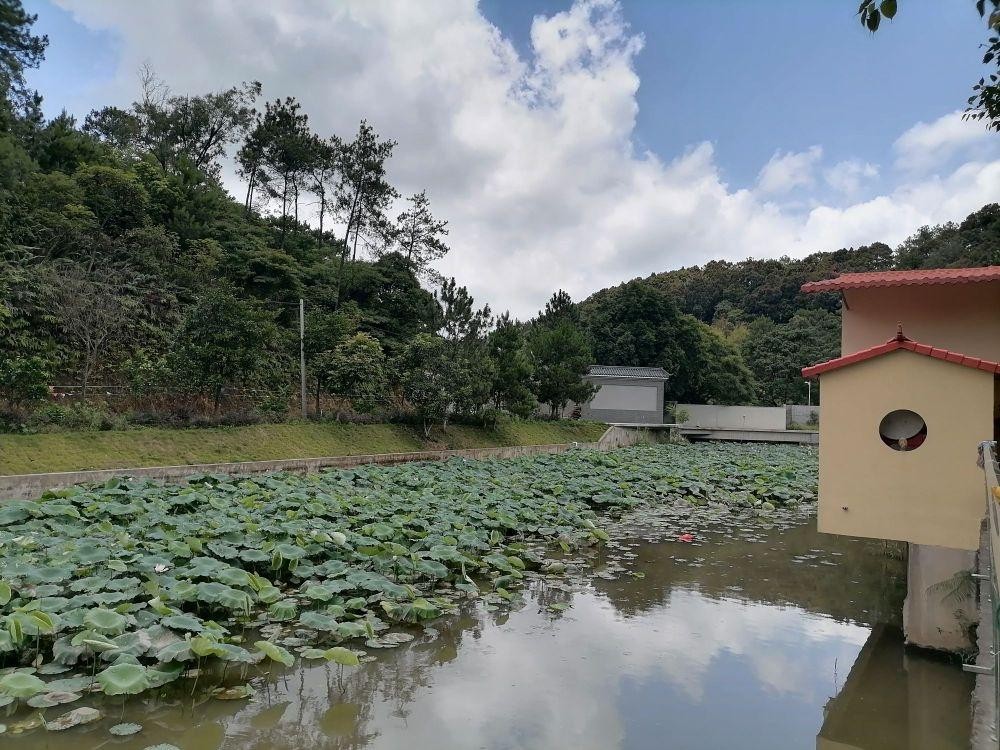 钦州宝莲寺图片