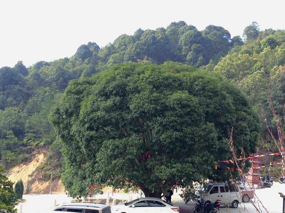 广州莲花禅寺历史图片