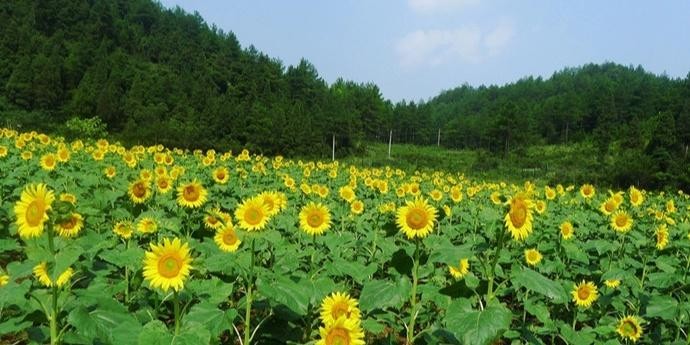 重庆大木花谷景区门票图片