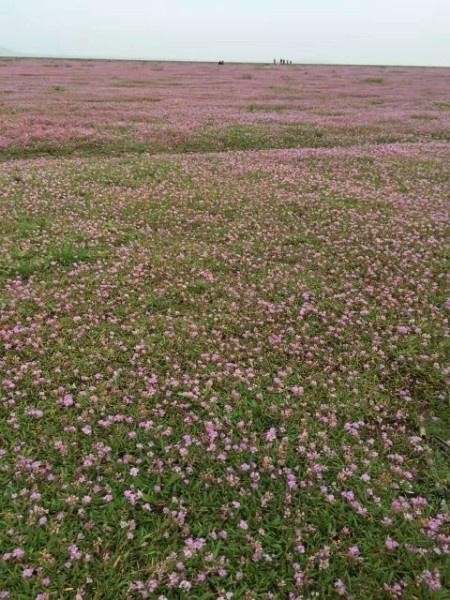 鄱阳湖花海图片