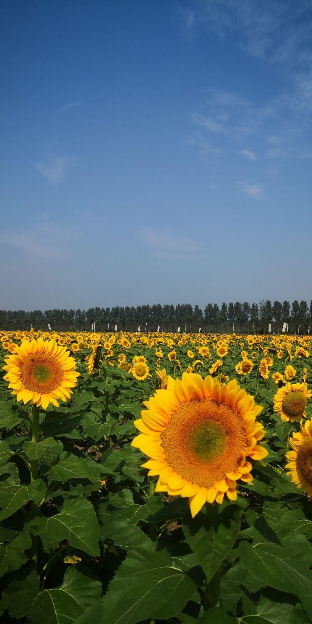 油菜花盛开的地方图片