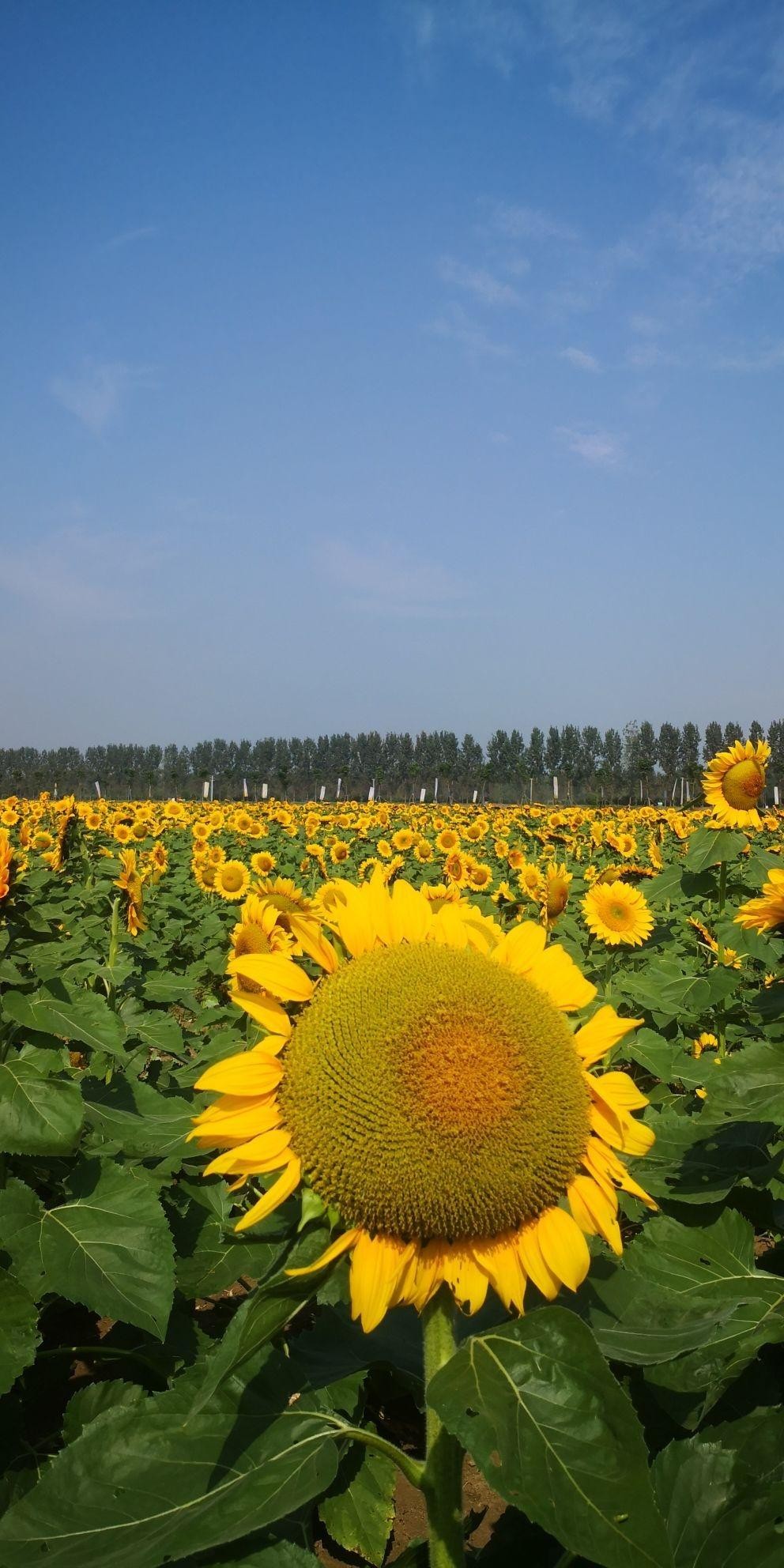 油菜花盛开的地方图片